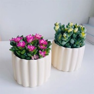 Antlers Begonia Blowing Snow Pine Brocade Succulent Plant Green Plant Flower Pot Novice Easy to Keep