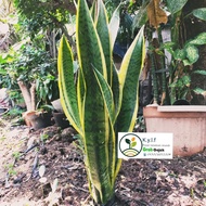 sensivera besar / tanaman hias sensivera / tanaman indoor - outdoor