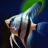 manfish blue pinoy