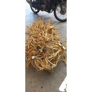 Fresh Whole Polyscias fruticosa Root (New peach order)
