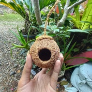 Walnut Spider Pet Spider House/ Jumping Spider/ Spider Web House/