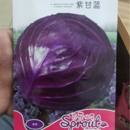 Purple Kale Seeds Purple Cabbage Seeds Purple Kale Seeds Autumn Winter Vegetable Seeds 200 Pcs