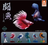 屯門小店 Stasto Stand Stones 微縮 闘魚 鬥魚 公仔 扭蛋 全6種