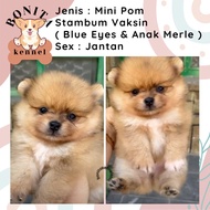 Jual Anjing Mini Pom Super Mini Pom Stambum Jantan Minipom