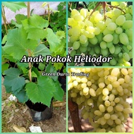 GDT-ANAK POKOK ANGGUR HELIODOR