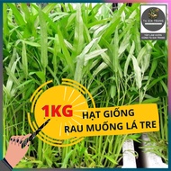 1Kg Bamboo Leaf Morning Glory Seeds