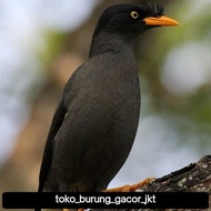 burung jalak kebo mata kuning pilihan