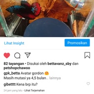 ikan cupang avatar gordon