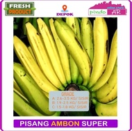 Pisang Ambon Super Grading