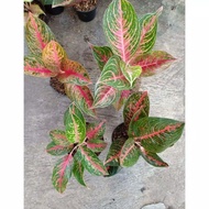 Adelia - Tanaman Hias Aglaonema Aglonema Gratisongkir