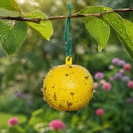 livecity|  Effective Insect Trap, Strong Adhesive Insect Catcher for Gnats and Fruit Flies, Safe Pes