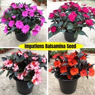 200 Seeds Impatiens Balsamina Seed Mix Flower Seeds Fast Grow 凤仙花 指甲花 Biji Benih Bunga Keembung Flow