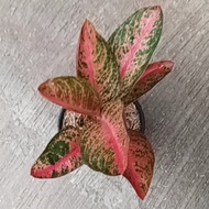 AGLAONEMA kendedes