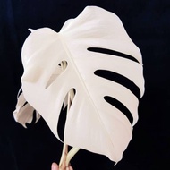 Tuber..monstera..deliciosa..albino..variegata