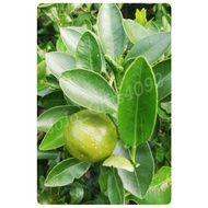 桔子/Limau Kasturi/ Calamansi (buah ,x pokok)