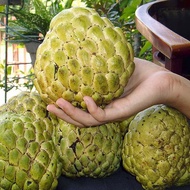 Tanaman Srikaya Jumbo: Kelezatan Tropis Raksasa Buah Srikaya Berukuran Besar Penuh Kesegaran