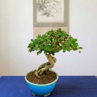 小品盆栽・福建茶