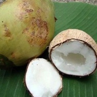 ANAK POKOK KELAPA TACUNAN (1POKOK)