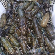 Crayfish Lobster Air tawar konsumsi hidup isi 15 - 20 ekor