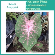 PBN - keladi army pink thailand - pokok bunga nursery caladium askar pink tanaman colocasia alocasia viral dalaman