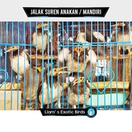 burung jalak suren anakan mandiri - Jantan