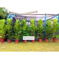 DSGoldenPot - Fiddle Fig Big leaves / ficus lyrata ketapang pokok hidup