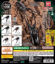 GASHAPON 鍬形蟲 甲蟲扭蛋 環保扭蛋 昆蟲 圖鑑超擬真 11