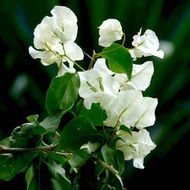White Bougainvillea Plant wwith FREE plastic pot and garden soil (plant for outdoor and limited stoc