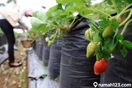 BIBIT TANAMAN STRAWBERRY AUSTRALIA MANIS BIBIT BUAH STRAWBERRY BIBIT BENIH TANAMAN STRAWBERRY