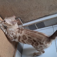 kucing bengal snow jantan