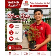 [PHSB] Pokok Ulam Raja Hidup  | Cosmos Caudatus | Pokok Herba Hidup | Herb Plant