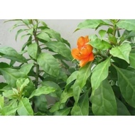 SEPOHON POKOK DURI 7 DALAM POLIBEG