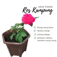 [hi, rose here] ANAK POKOK BUNGA ROS KAMPUNG 'maggie'