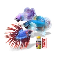 3 Cup4ng Ornamental Grade A Package Size L–XL and Bonus Cup4ng Fish Food