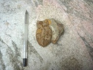 三葉蟲化石 Trilobita Fossil