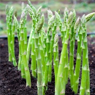 Years Raw Asparagus Seeds (Harvested 20 Years) Four Seasons Courtyard Potted Asparagus Seeds Vegetab