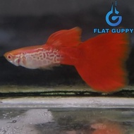 Albino Snakeskin Red Tail