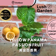 Yellow Panama Passion Fruit / Pokok Markisa Kuning 黄金百香果 Anak Pokok Hidup Buah Fruit Tree Live Plant