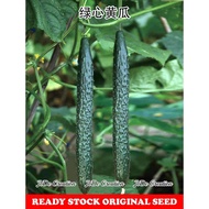 Benih Timun / Cucumber Seeds / 黄瓜种子