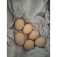 fertil ! telur ayam bangkok pakhoy ori fertil/fresh .