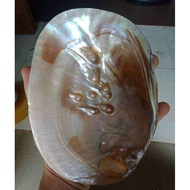 abalone shell sea shell natural home decor