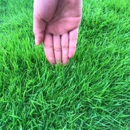 BERMUDA GRASS SEEDS (20 seeds) - Green Grass Seeds for Planting Gardening