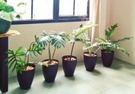 TANAMAN HIAS HIDUP PHILODENDRON MAYOI/ PHILO MAYOI