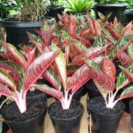 Tanaman hias Aglomena RED SUMATRA/PRIDE OF SUMATRA