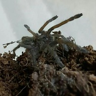 DISPLAY TARANTULA CERATOGYRUS DARLINGI BISA BERJALAN