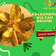 Promo Aglonema Sultan Brunei / Aglaonema Sp Kuning Emas Original