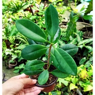 【hot sale】 Ficus Nana Plant (ROOTED)