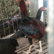 Ayam Jantan Muda Trah Plucker crosss Shamo ayam Pukul Ko Lawan
