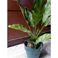COD! Sale! Red Charm Aglaonema Plants Soil and Pot seeds
