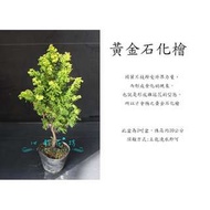 心栽花坊-黃金石化檜/3吋/綠化植物/松/杉/柏/檜/售價80特價65